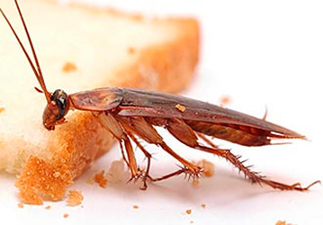 Знищення тарганів Київ Україна