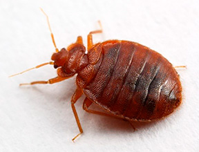 Знищення клопів Київ Україна замовити