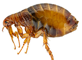 Знищення бліх Київ Україна