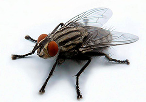 Знищення мух Київ Україна