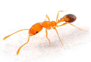 Знищення мурашок Київ Україна