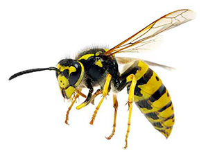 Знищення ос, шершнів Київ Україна