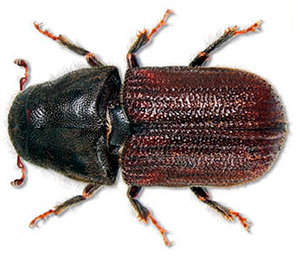 Знищення жуків короїдів Київ Україна