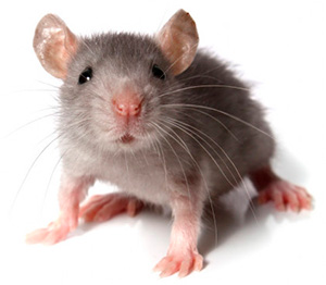 Знищення мишей Київ Україна