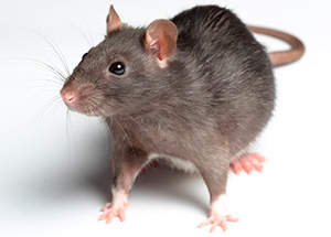 Знищення щурів Київ Україна