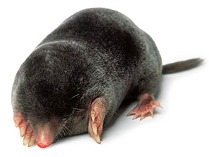 Знищення кротів Київ Україна